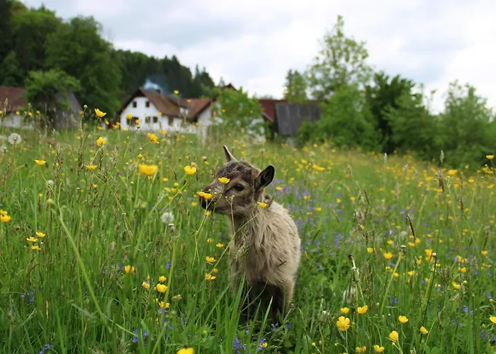 Bauernhof Winzerhof Strablegg